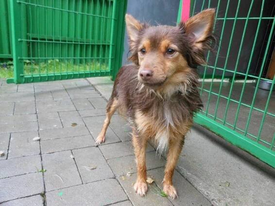 Psi k adopci z útulků, azylů a neziskových organizací