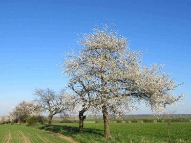 Krása rozkvetlých stromů v krajině aneb tip na jakýkoli výlet na kole v dubnu 2019 - Otevřené noviny