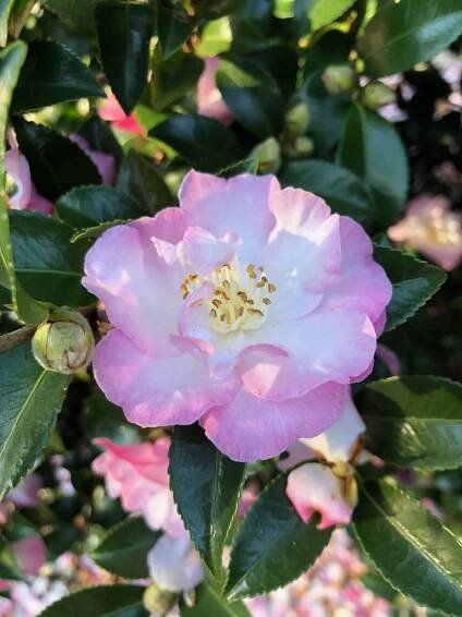 Camellia sasanqua October Magic® Dawn