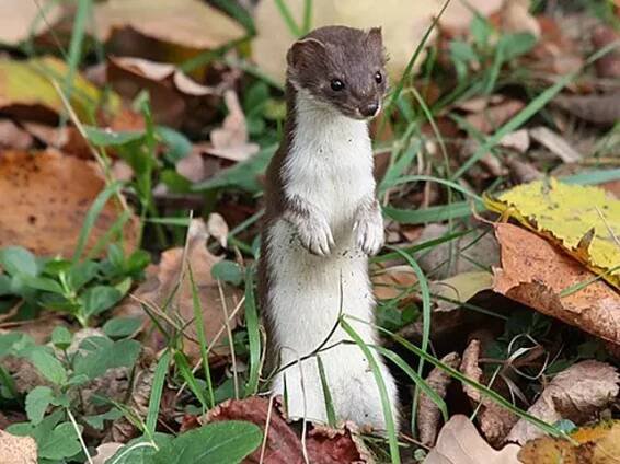 lasice kolčava (Mustela nivalis)