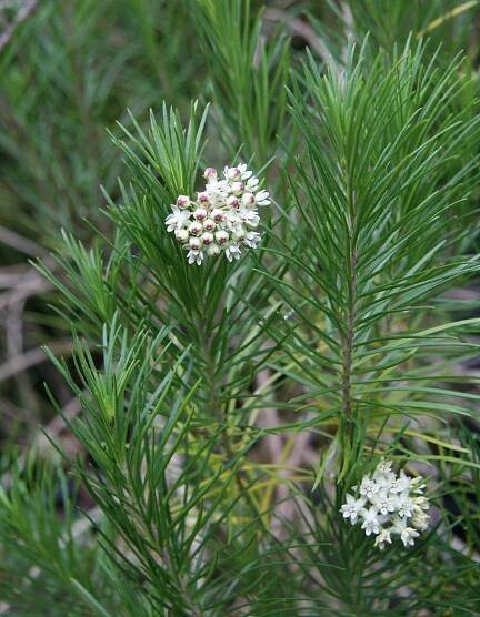 Soubor:Asclepias linaria2.jpg – Wikipedie
