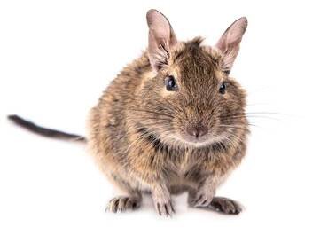 chov osmáka degu, osmák degu chov