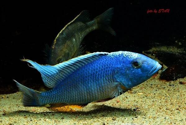 Buccochromis nototaeniae | Malawi-cichlidy.cz.