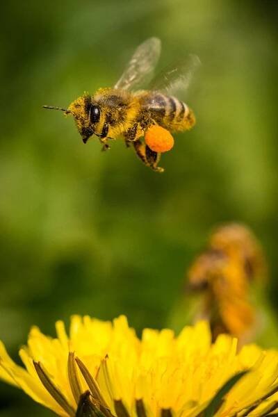 Wingedpoetry | Bee photo, Bee, Nature photography