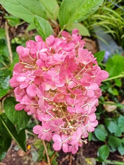 Hortenzie latnatá Pinky Promise (Hydrangea paniculata)