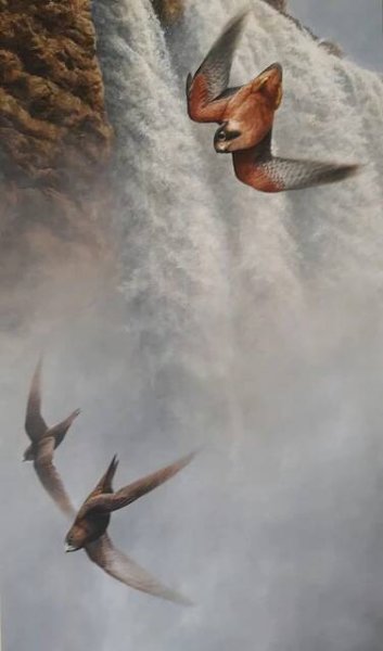 Taita Falcon Swift Andrew Ellis Art