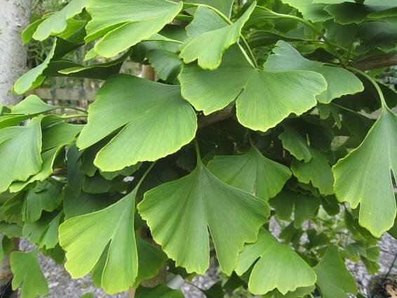 GINKO BILOBA - JINAN - Záhradníctvo Beran