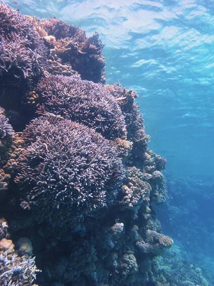 About Sataya Reef - Al Thuraya Red Sea