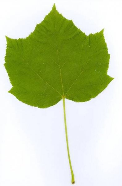 Portál české flóry