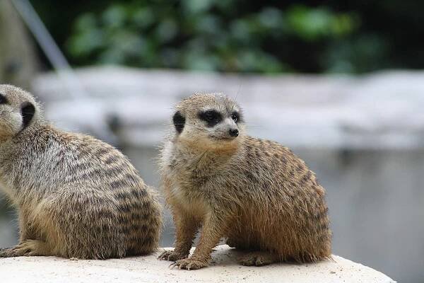Liberecká zoologická zahrada byla loni nejoblíbenějším cílem turistů v kraji