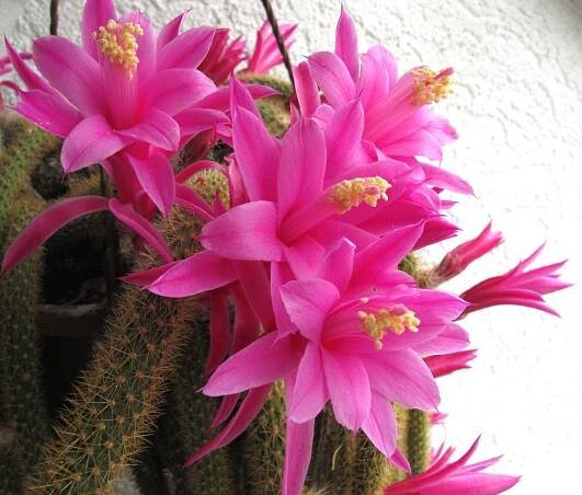 Kaktus des Jahres 2024 – Von Anfang an dabei, der Peitschenkaktus Aporocactus flagelliformis – Deutsche Kakteen-Gesellschaft
