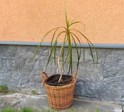 Dracena palma 67 cm, pokojová květina, pokojovka