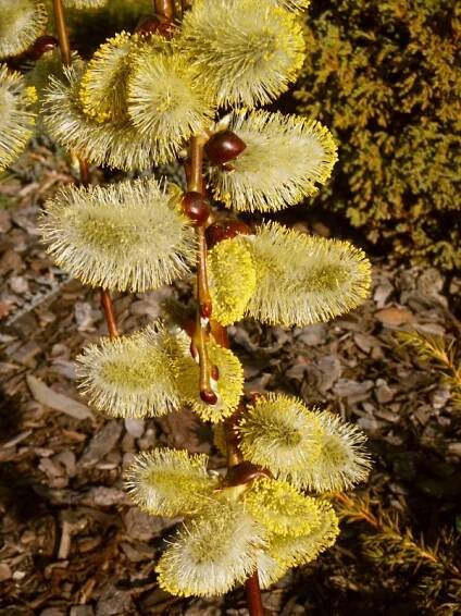 Salix caprea Pendula (syn. Kilmarnock) | Listnaté dřeviny |Zahradnictví Franc 