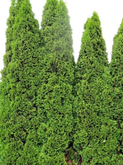 Thuja occidentalis ´Malonyana´ (Tuja západná)
