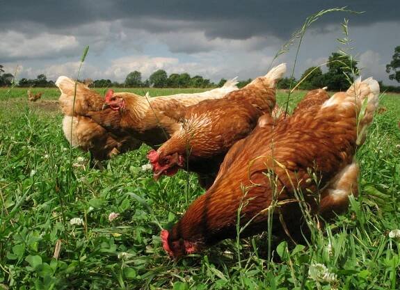 Standards innovation: our work | Soil Association