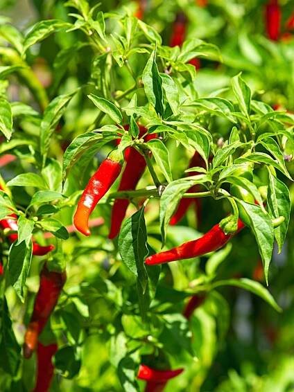 Cayenne Pepper Plant