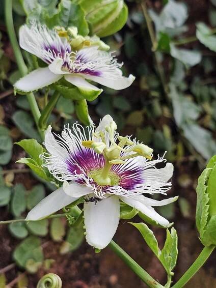 Two passion fruit flower blossoms, likely Passiflora edulis, with their intricate white and purple petals and prominent reproductive structures. These flowers are set against a backdrop of green foliage, typical of the passion fruit vine they grow on.