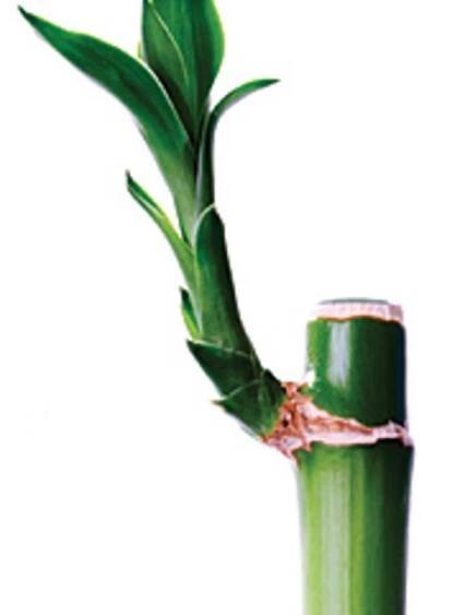 Bamboo Boom: Is This Material for You?