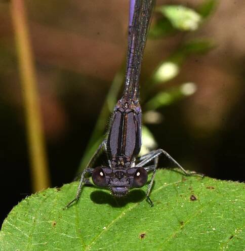 Lexington Alive - Dragonflies & Damselflies