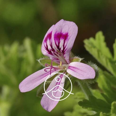 Hydrolát geranium BIO