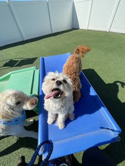 Overnight Boarding – WOOF Dog Care Center