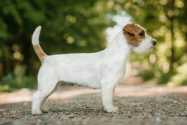 IT´S NOW OR NEVER BOHEMIAN TOUCH – Jack Russell teriér od Hadího potoka