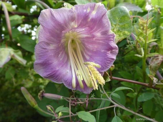 Vilec šplhavý - květ (Cobaea scandens), květy, květenství