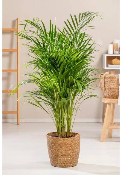 GROW by OBI Chrysalidokarpus nažloutlý (Dypsis Lutescens) "Areca" 130cm, pr.24cm