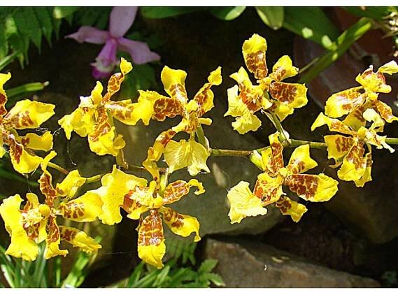 Oncidium