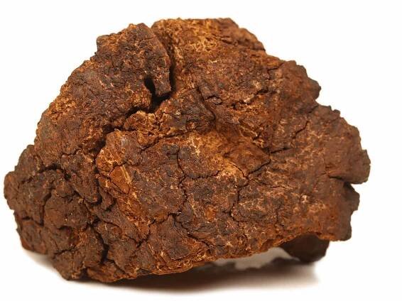Chaga - Rezavec šíkmý - účinky, dávkování