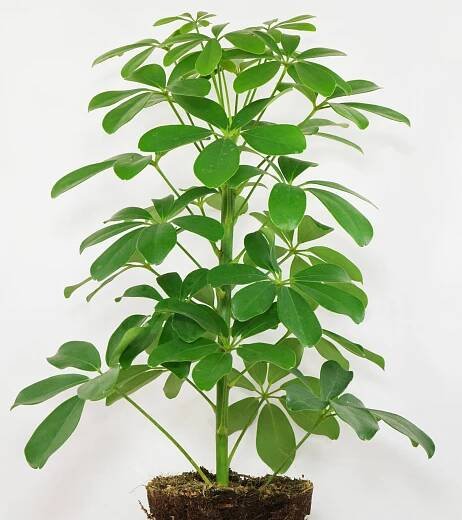 Schefflera arboricola