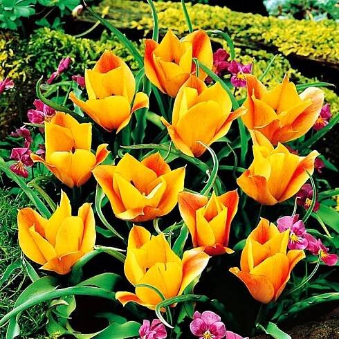 Tulipán Botanický Bronzový charisma 5 ks Tulipány Cibulky Tulipánů Cibule