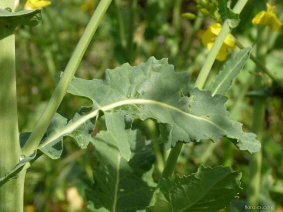 Atlas - fotogalerie: brassica napus; 1