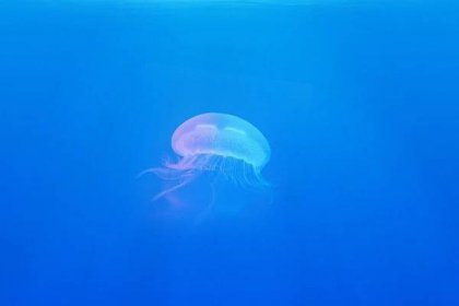 Vedci prišli na spôsob, ako ovládať pohyb medúzy. Veria, že by pomocou nich mohli skúmať oceány