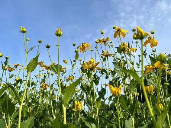 Rudbeckia laciniata 'Herbstsonne'