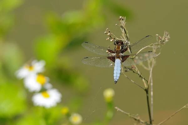 MacroPhoto - Vážka ploská (Libellula depressa)