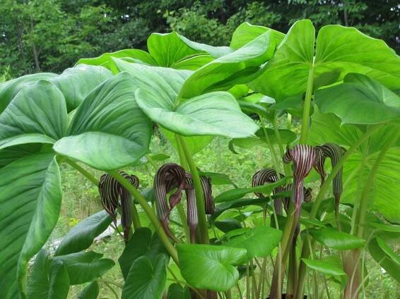 Arisaema fargessi 1.JPG