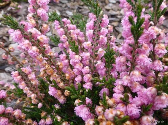 Calluna vulgaris J.H. Hamilton (vřes obecný)