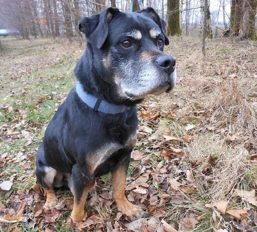 Psi k adopci z útulků, azylů a neziskových organizací