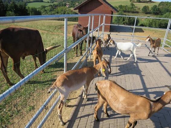 Pohlaďte a nakrmte zvířata z celého světa. Farma Soběhrdy u... | Regiony
