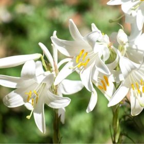 Bělostná lilie – Lilium candidum – lilie – cibule – pěstování