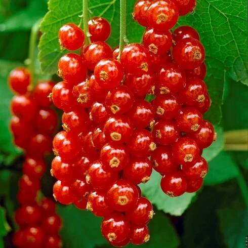 Ríbezľa červená - Ribes rubrum 'Rosetta' Co2L
