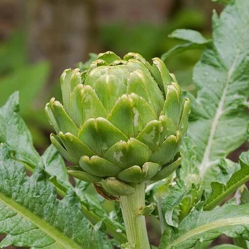 BIO Semena zeleniny – Artyčok Green Globe – Cynara scolymus
