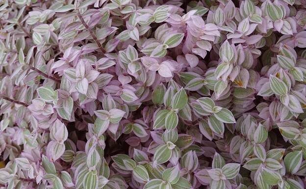 Callisia | Succulents Unlimited BV
