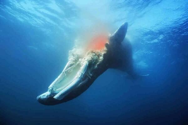 Bermain dengan nyawa, kejamnya “Blue Whale Challenge”