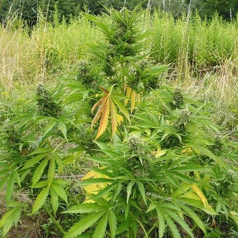 Auto Critical AK XL Bulk Feminized Seeds ☘️ semena konopí - GanjaFarmer