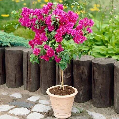 Bougainvillea