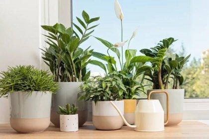 9 šťastných rostlin, které přinesou spokojenost a radost do vašeho domova