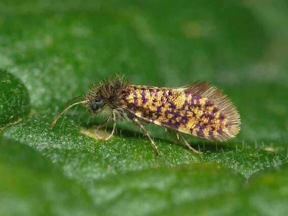 Eriocrania sparrmannella