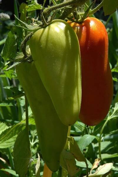 Solanum lycopersicum 'S.Marzano gigante 3' - lilek rajče